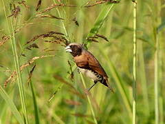 Chestnut-breasted Mannikin