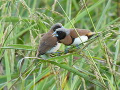 Chestnut-breasted Mannikin