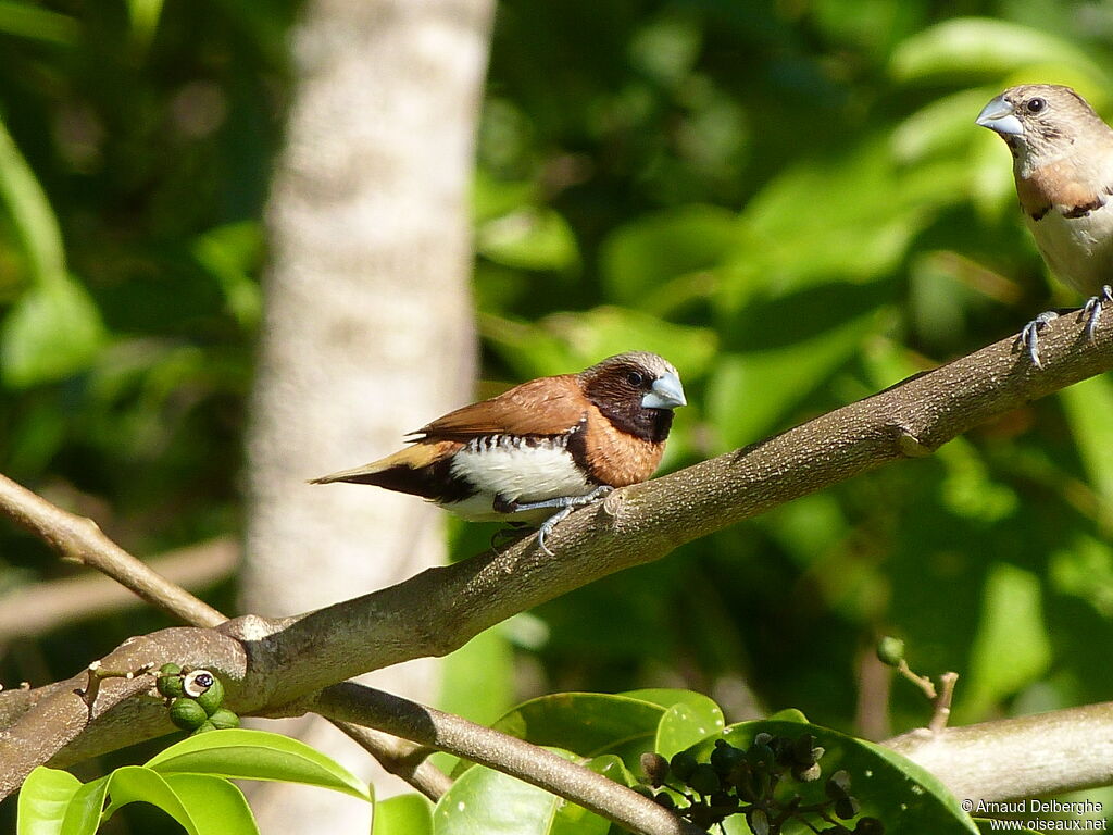 Chestnut-breasted Mannikin