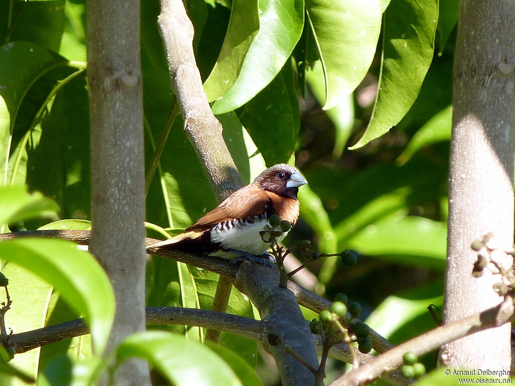 Chestnut-breasted Mannikin