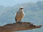 Caracara à tête jaune