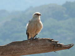 Yellow-headed Caracara