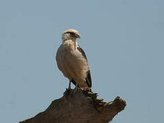 Caracara à tête jaune