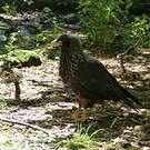 Caracara austral
