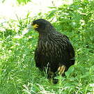 Caracara austral