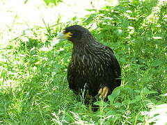 Striated Caracara