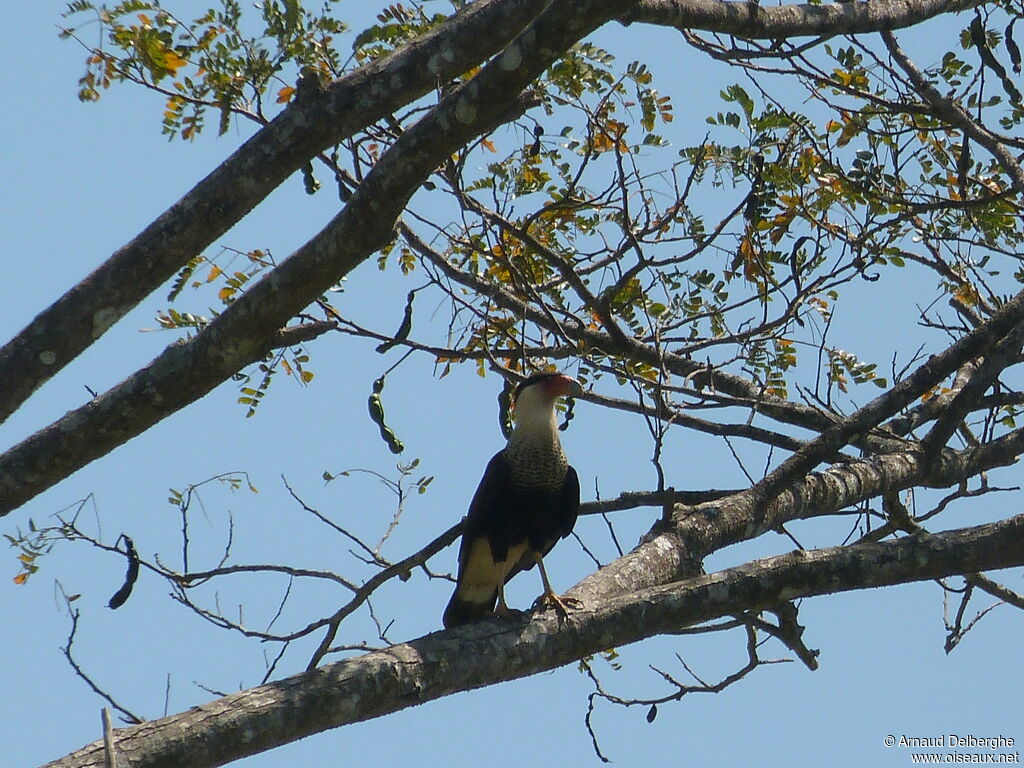 Northern Crested Caracara