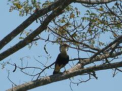 Caracara du Nord