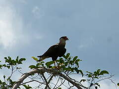 Crested Caracara (cheriway)