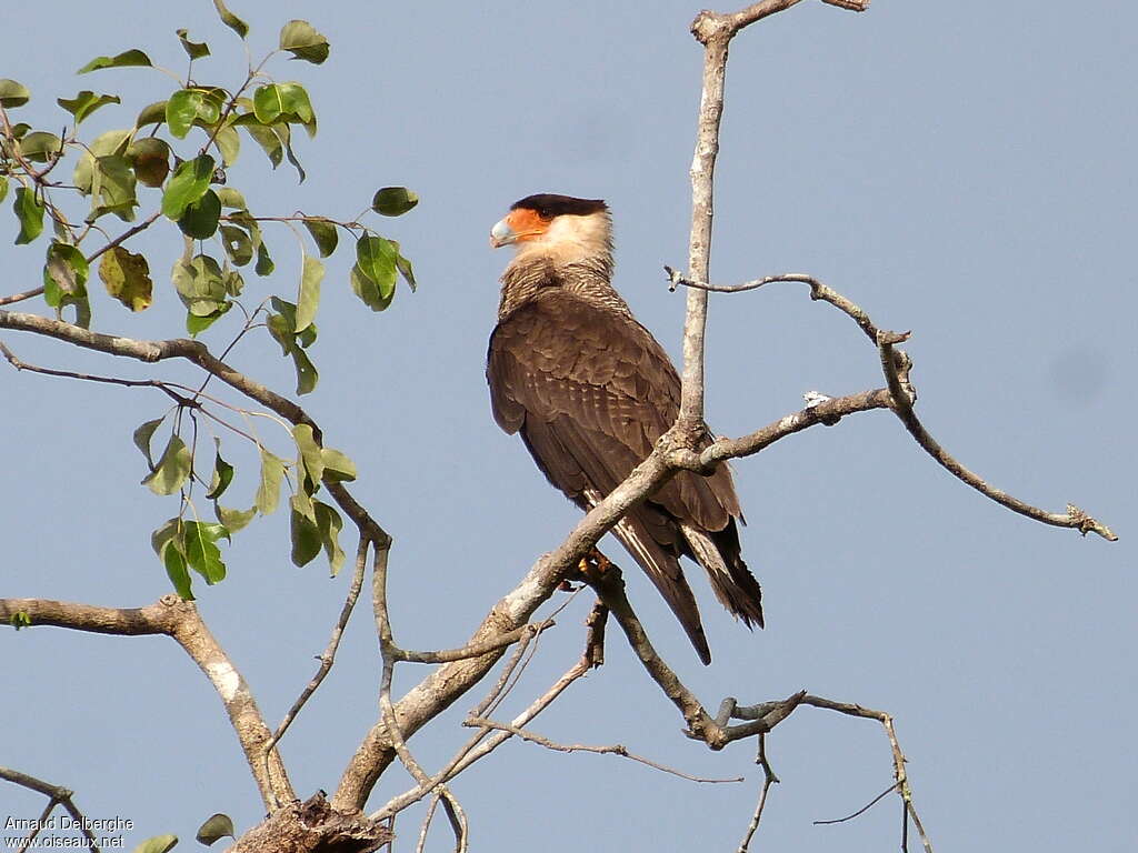 Southern Crested Caracaraadult, habitat, pigmentation, Behaviour