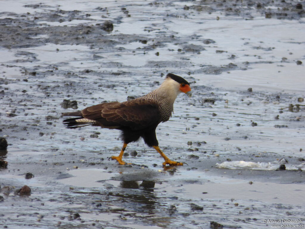 Southern Crested Caracara