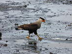 Caracara huppé