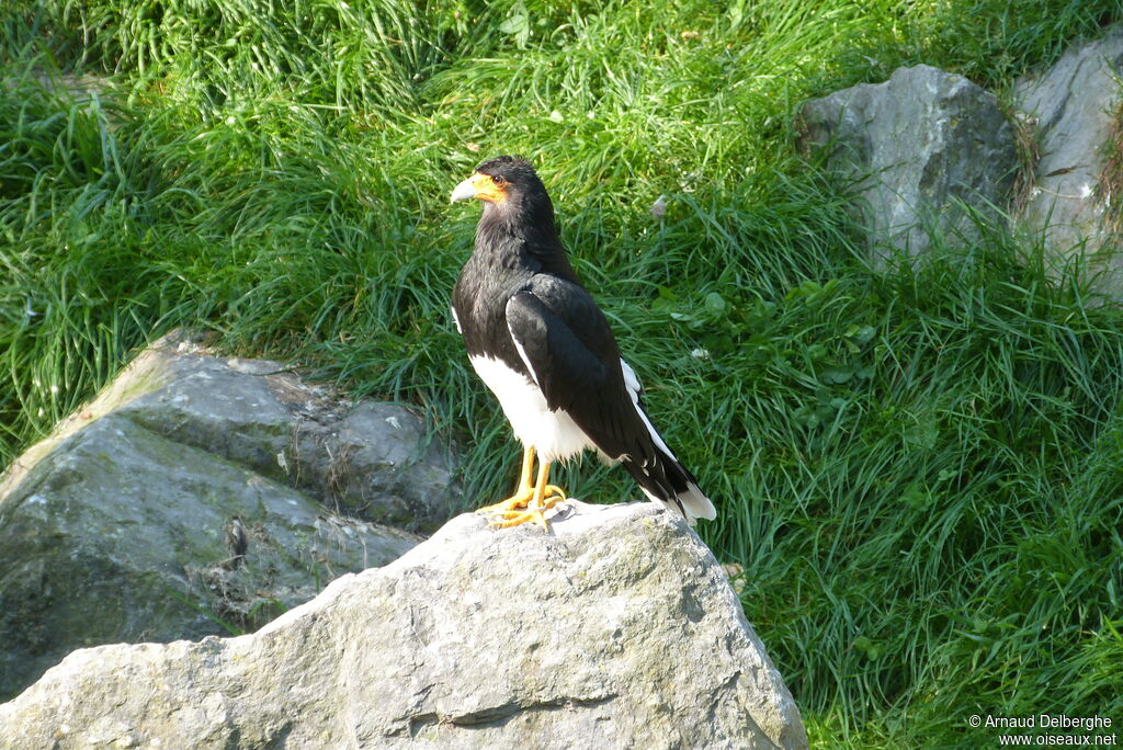 Caracara montagnard