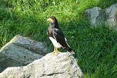 Caracara montagnard