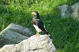 Mountain Caracara