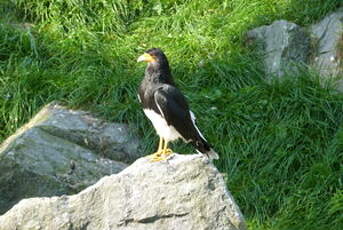 Caracara montagnard