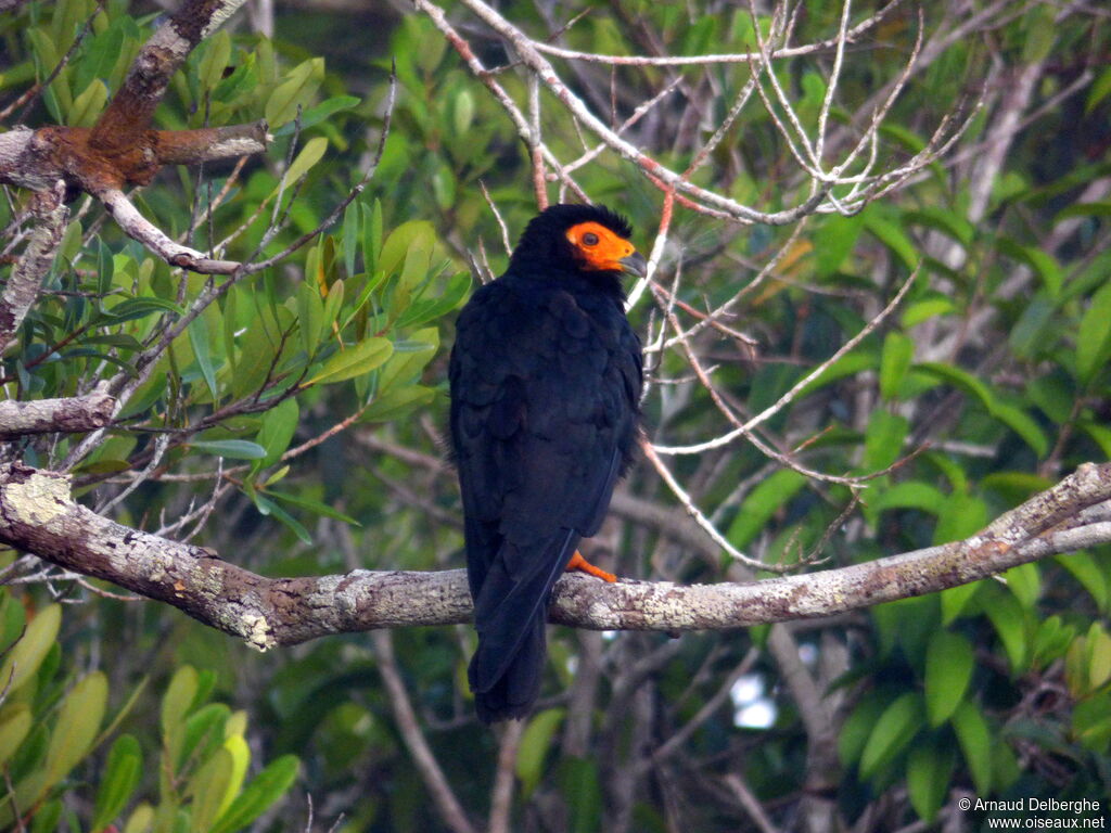 Caracara noiradulte, identification