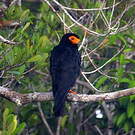 Caracara noir