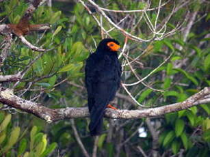 Caracara noir