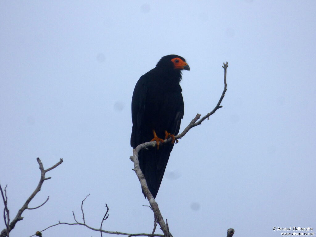 Caracara noir