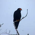 Caracara noir