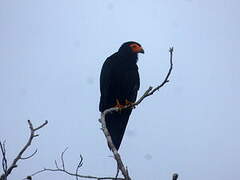 Black Caracara