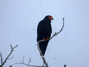 Caracara noir