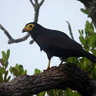 Caracara noir