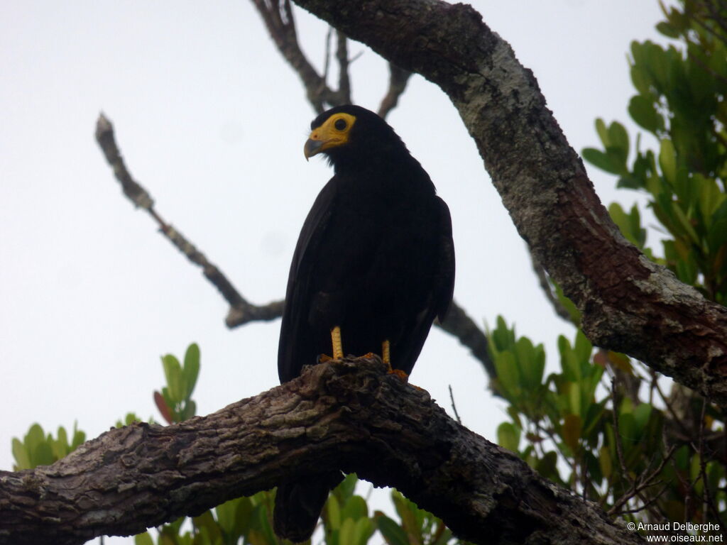 Black Caracara