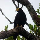Caracara noir