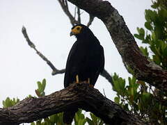 Caracara noir