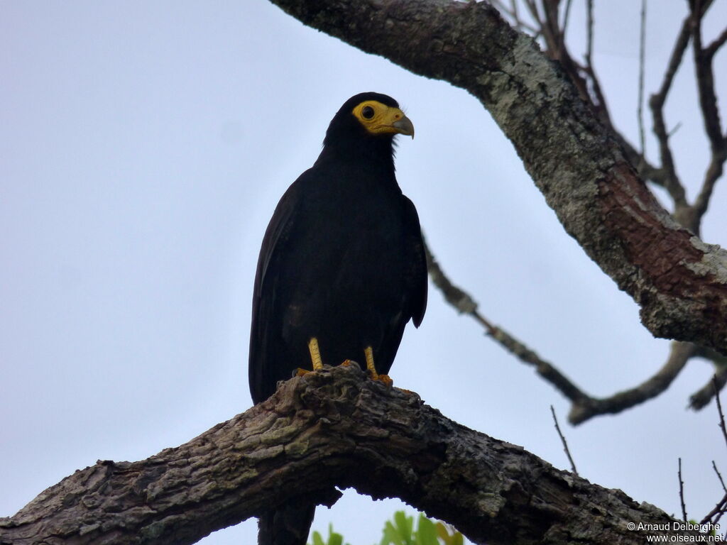 Caracara noir