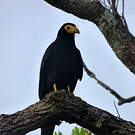 Caracara noir