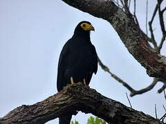 Black Caracara