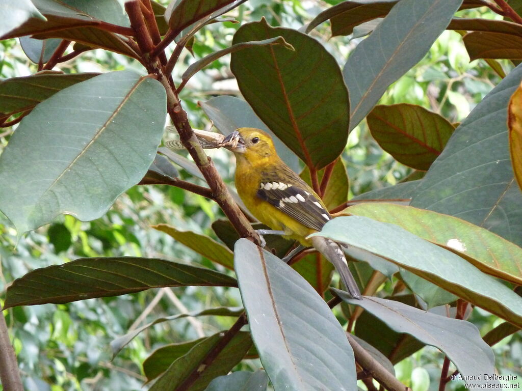 Cardinal jaune