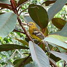 Cardinal jaune