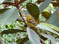 Cardinal jaune