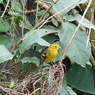 Cardinal jaune