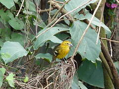 Yellow Grosbeak