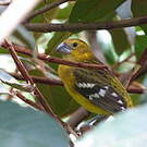 Cardinal jaune