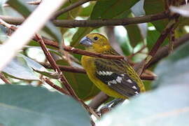 Yellow Grosbeak