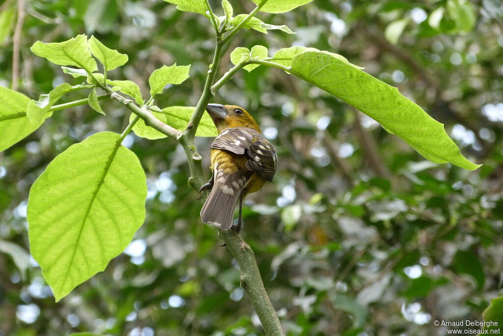 Yellow Grosbeak