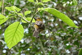 Yellow Grosbeak