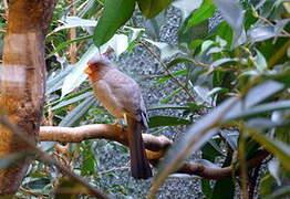 Pyrrhuloxia