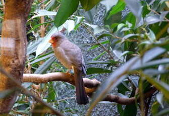 Cardinal pyrrhuloxia