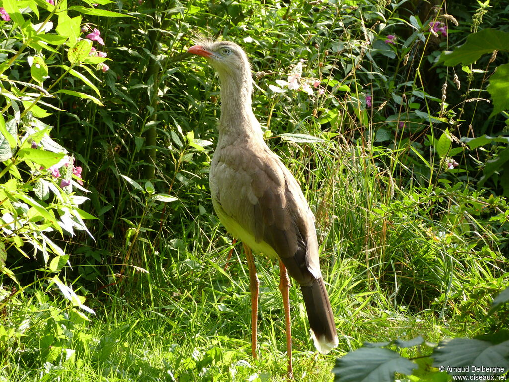 Red-legged Seriema