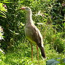 Cariama huppé