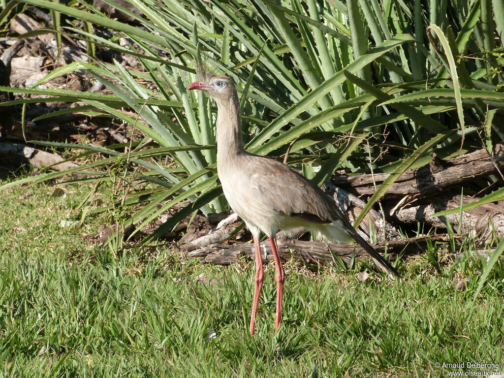 Red-legged Seriema