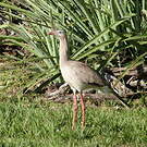Cariama huppé
