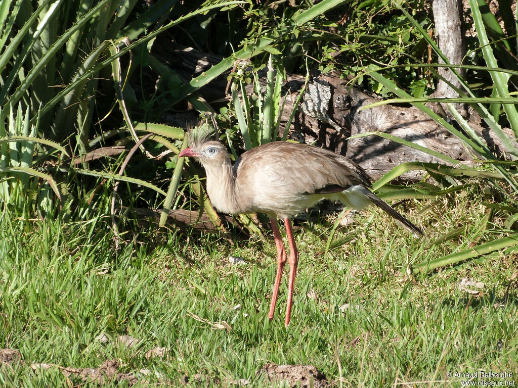 Cariama huppé